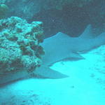 Nurse Shark Sleeping