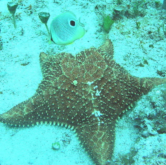 Four Eyed Butterflyfish eating Starfish