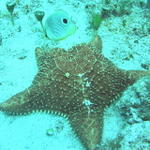 Four Eyed Butterflyfish eating Starfish