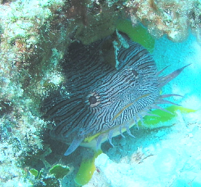 Splendid Toadfish in Hole