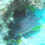 Splendid Toadfish in Hole