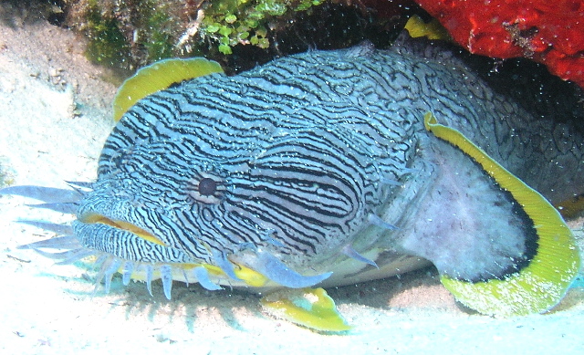 Splendid Toadfish coming out of hole