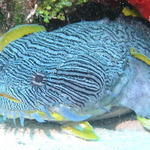 Splendid Toadfish coming out of hole