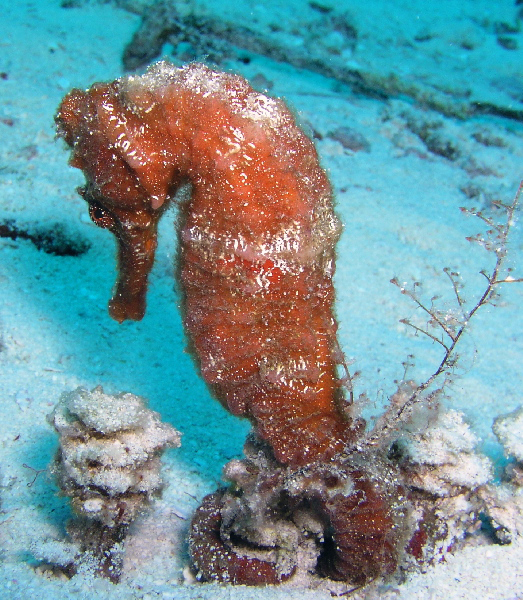 seahorse at safety stop
tormentos reef