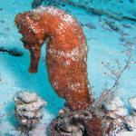 seahorse at safety stop
tormentos reef