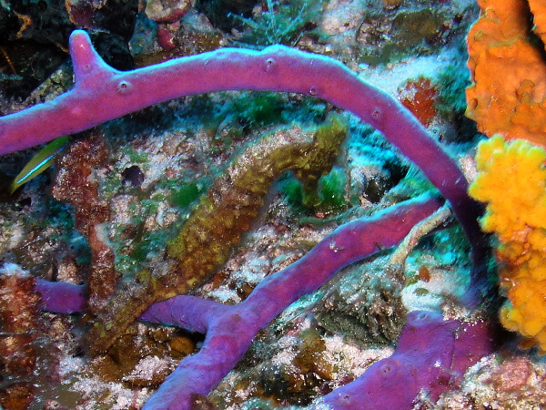 seahorse on santa rosa wall