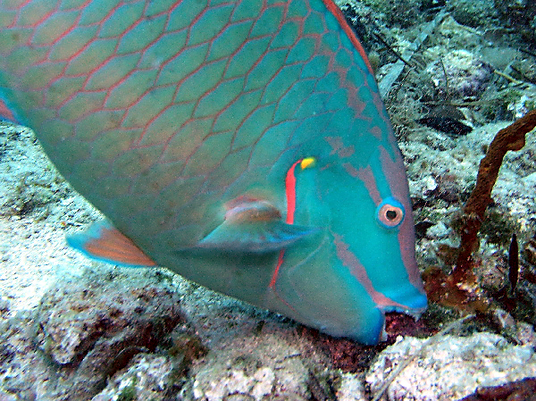 stoplight parrot fish