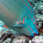 stoplight parrot fish