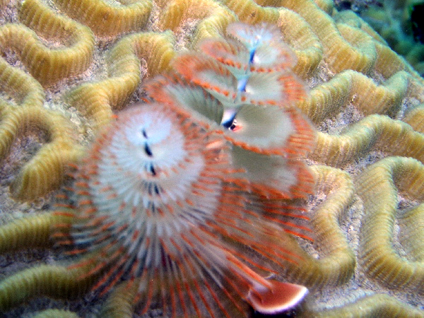 christmas tree worms
they come in lots of colors