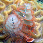 christmas tree worms
they come in lots of colors