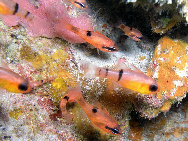 cardinal fish
el presidente shore dive