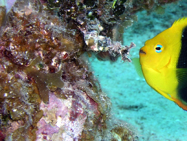 rock beauty angel fish