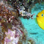 rock beauty angel fish