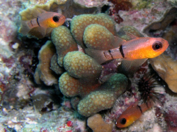 belted cardinal fish