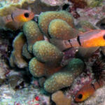 belted cardinal fish