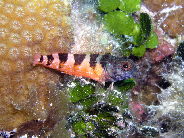 saddleback blenny