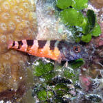 saddleback blenny