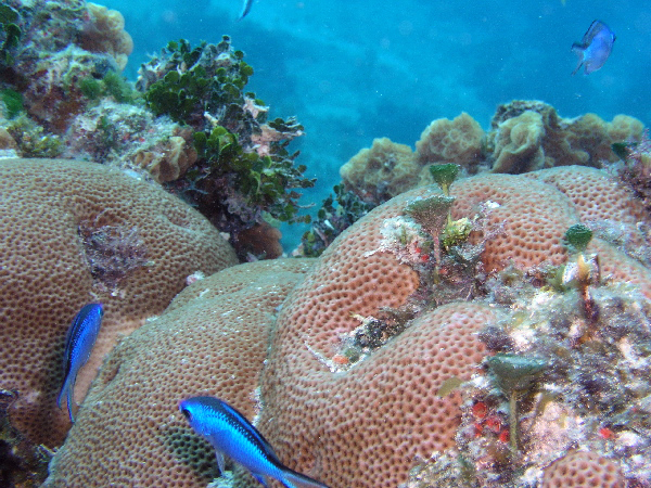 reef scene, blue chromis or
blue reef fish