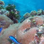 reef scene, blue chromis or
blue reef fish