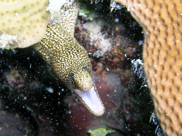 golden tail eel
just say ahhhhh