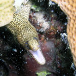 golden tail eel
just say ahhhhh