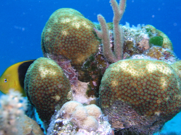 reef scene , rock beauty