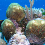 reef scene , rock beauty