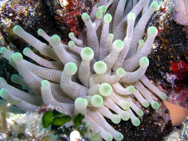 sea anemone