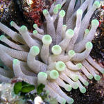 sea anemone