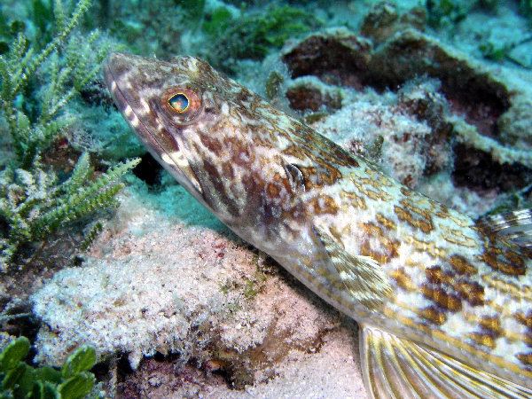 sand diver fish