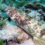 sand diver fish