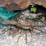 spiny lobsters