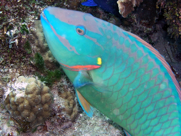 spotlight parrot fish