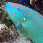 spotlight parrot fish