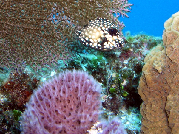 spotted trunk fish