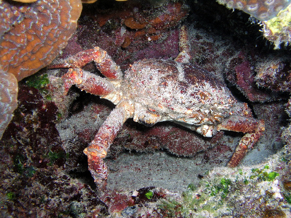 large crab, where are his claws?