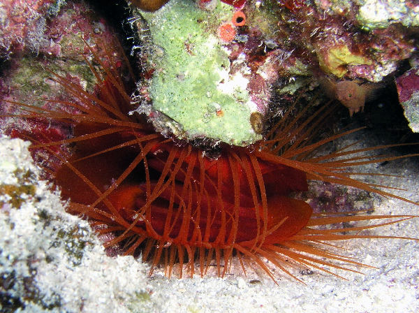flame scallop shell also
very small rusty goby on 
top right of picture...