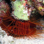 flame scallop shell also
very small rusty goby on 
top right of picture...