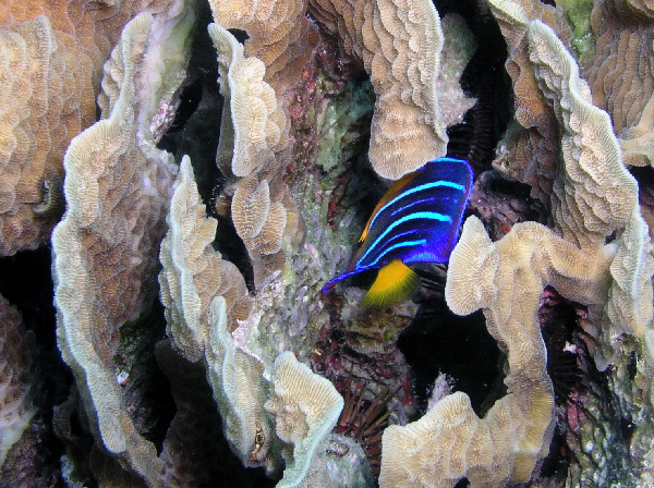 juvenile queen angel fish