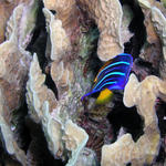 juvenile queen angel fish