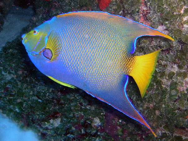 queen angel fish