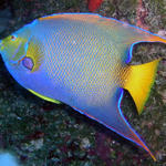 queen angel fish