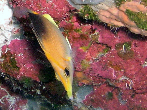 long nose butterfly fish