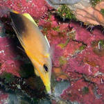long nose butterfly fish