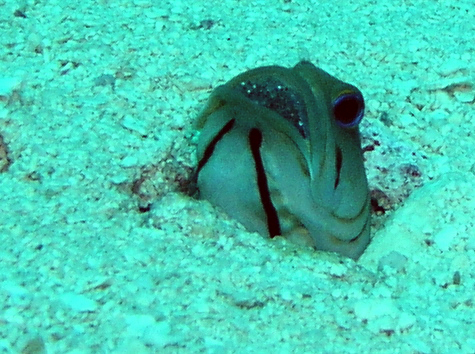 Yellow headed jawfish with
eggs in his mouth