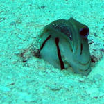 Yellow headed jawfish with
eggs in his mouth
