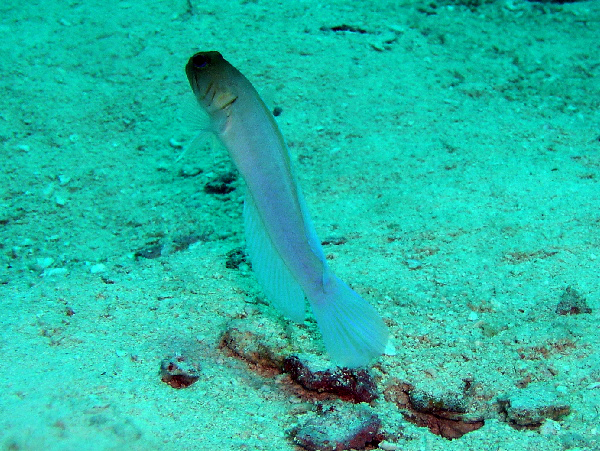 Yellow headed Jawfish coming out of his hole to say hello