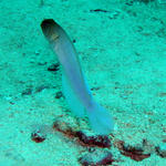 Yellow headed Jawfish coming out of his hole to say hello