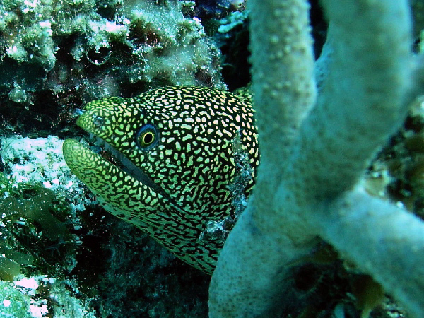 golden tail eel