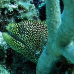 golden tail eel